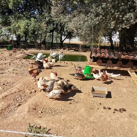 Quinta Pedagogica - Casinhas Da Quinta Ferreira do Zêzere