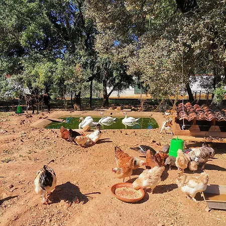Quinta Pedagogica - Casinhas Da Quinta Casa de Férias Ferreira do Zêzere