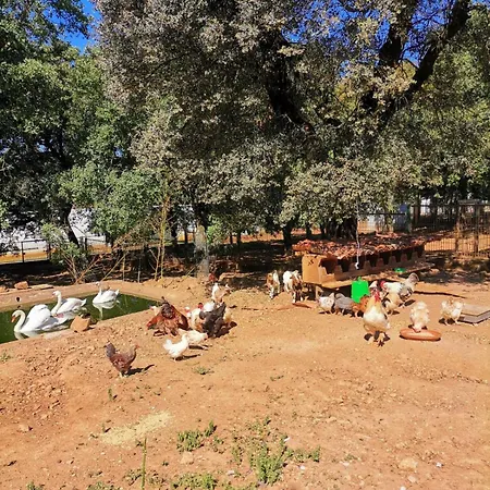 Quinta Pedagogica - Casinhas Da Quinta Dom wakacyjny *